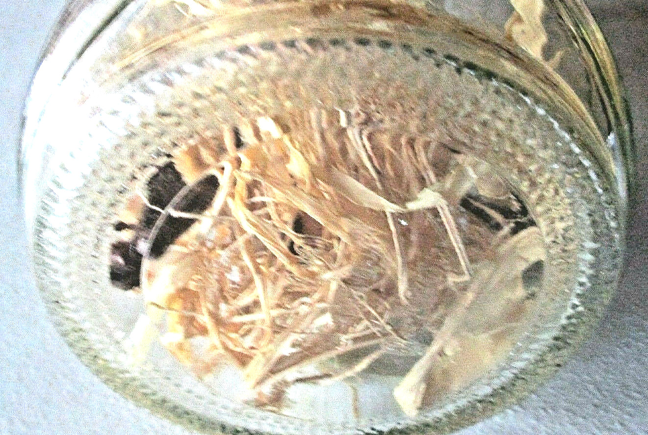 18″ FOOTBALL Autumn Faux PUSSY WILLOWS Orange Yellow FLORAL Hoosier Glass VASE