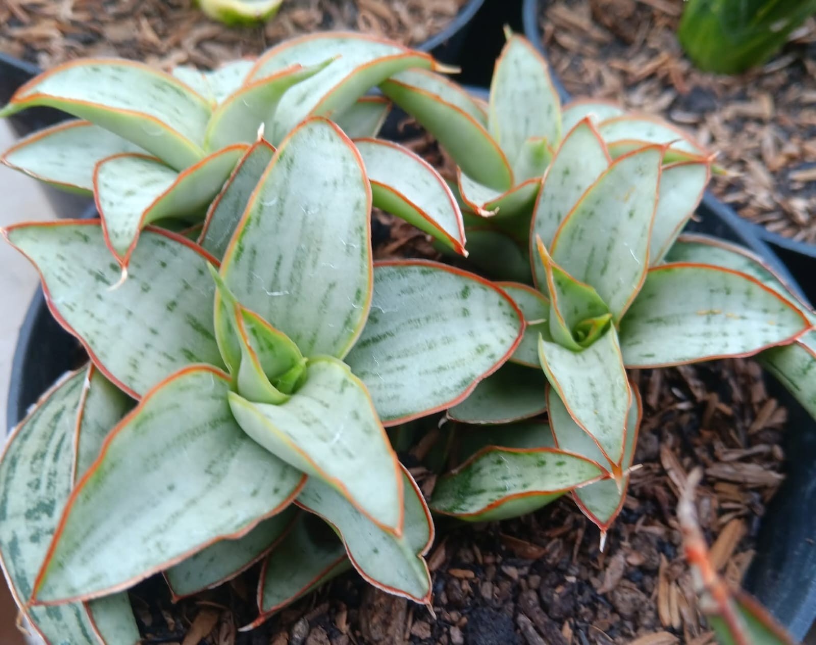 Sansevieria Hybrid Dama Rare Uniqe Snake Plant
