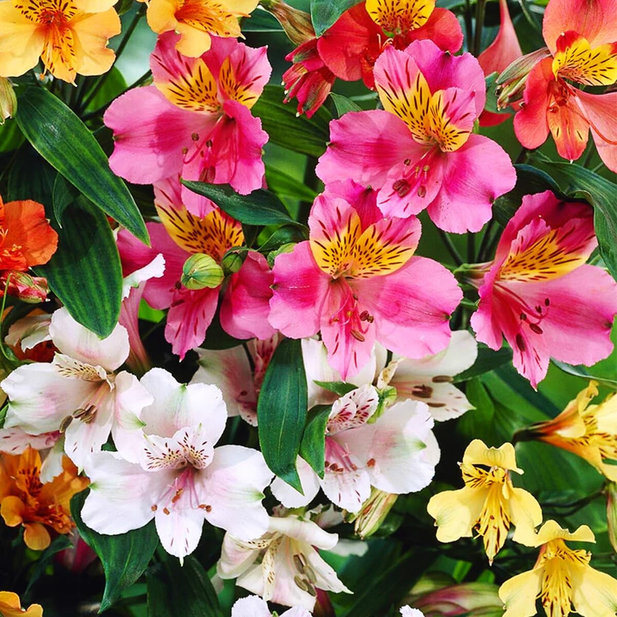30+ Mixed Alstroemeria Seeds for Planting Outdoors-Perennial Peruvian