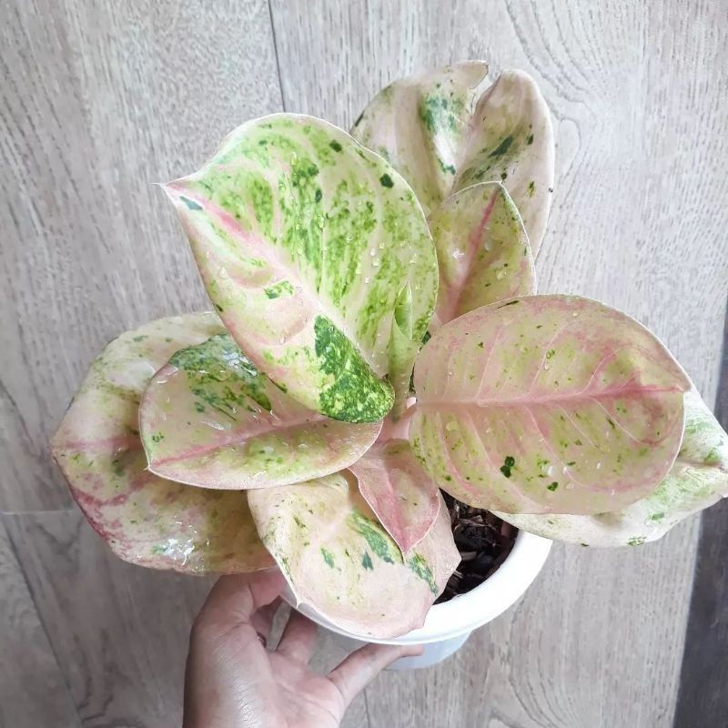 Real Picture Aglaonema Emerald Beautiful Rare Plant