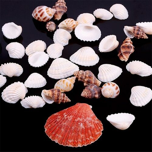 100g/bag Mixed Sea Beach Shells Crafts Seashells Home Party Deco Photo Props