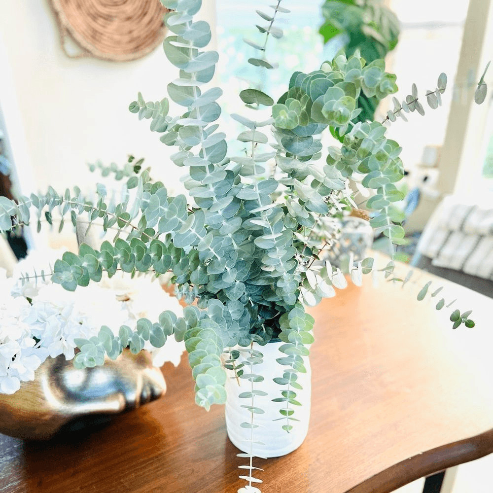 Bunch of Fresh Live True Blue Eucalyptus (approx 30 stems)