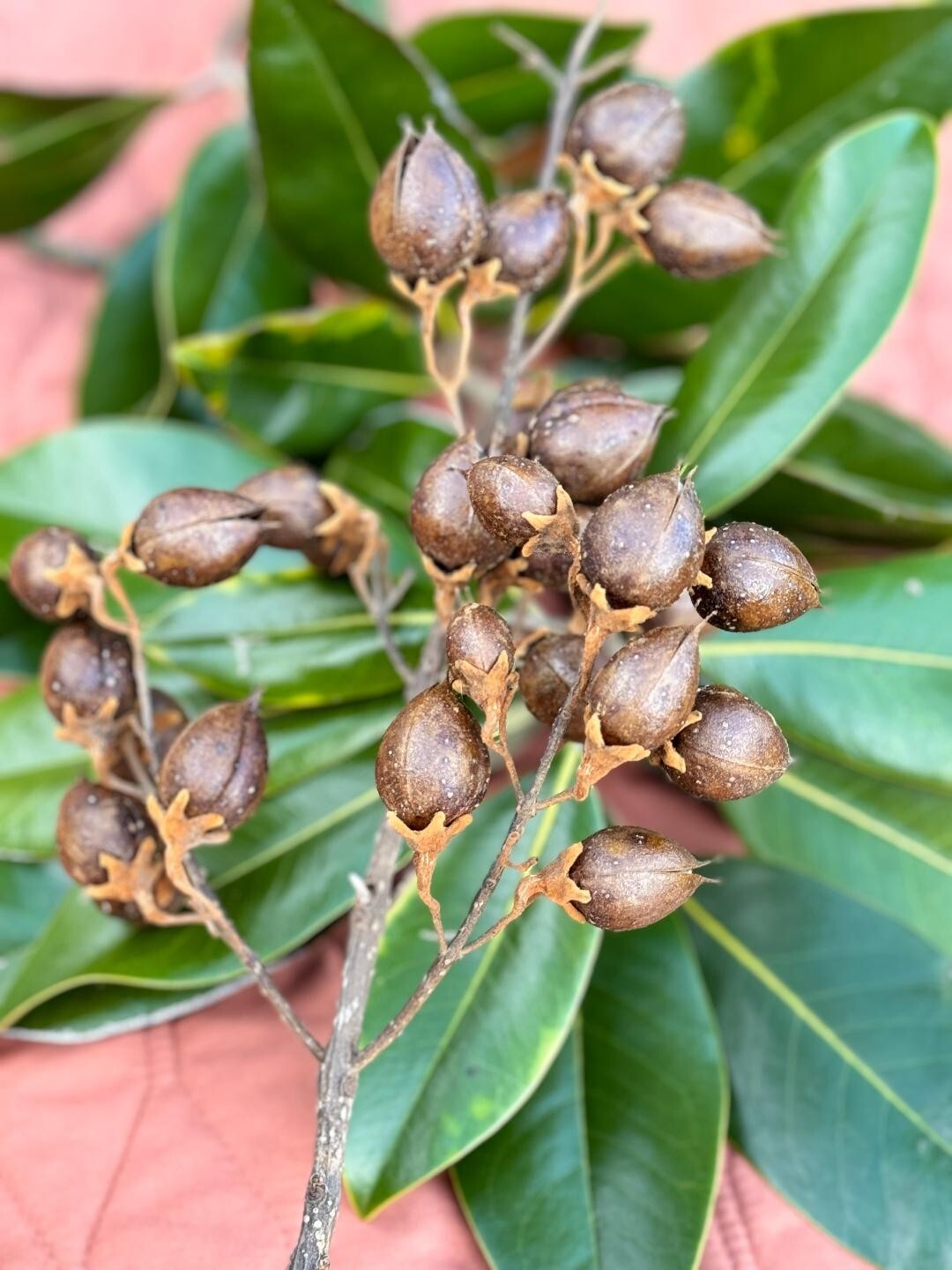 All natural dry seed pods for decoration, floral arrangements, wreaths, ornament