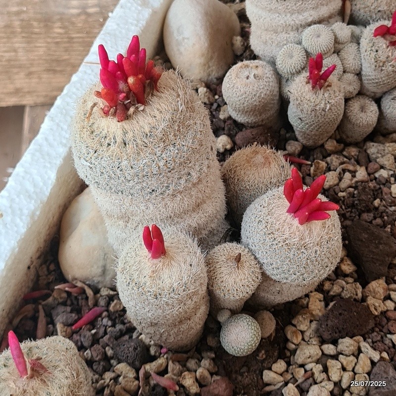 D5526 EPITHELANTHA MICROMERIS potX-H10-W10 cm MaMa Cactus