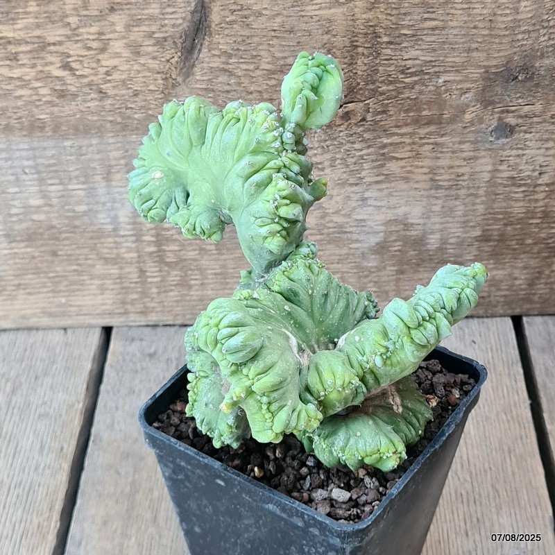 D5755 MYRTILLOCACTUS GEOMETRIZANS CRESTED pot10-H15-W16 cm MaMa Cactus