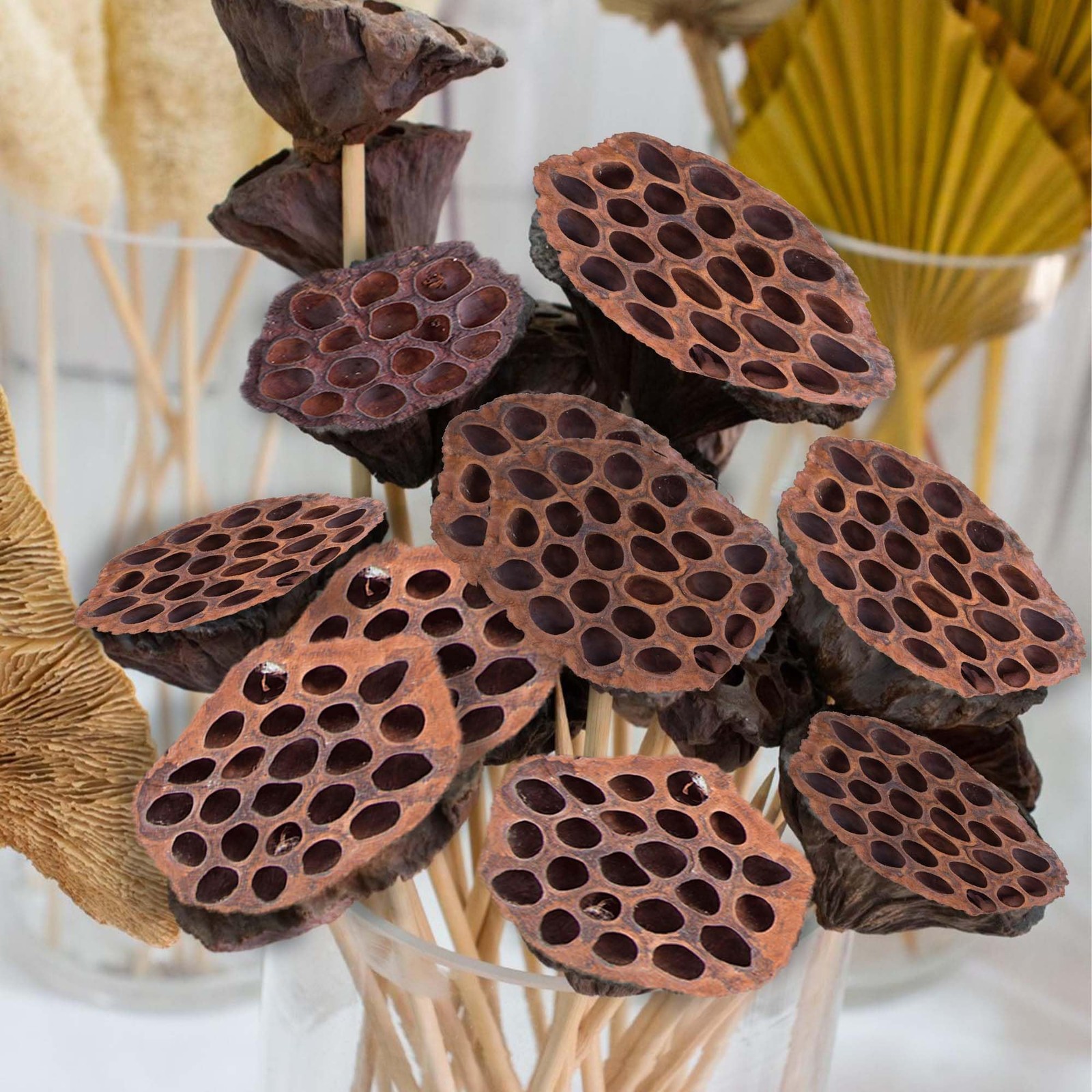Dried Lotus Pods Pack of 25 Pods for Floral Arrangement and Home Decor,Natura…