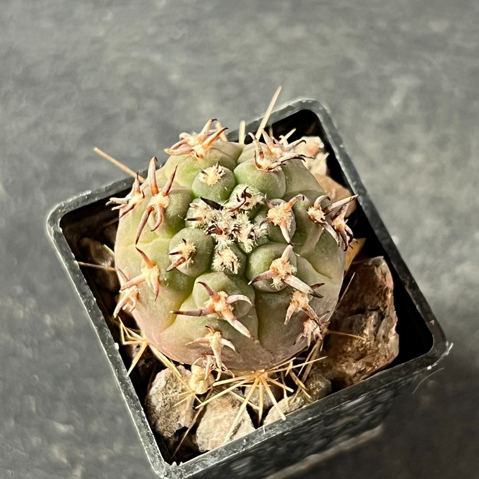A7-291. Gymnocalycium unguispinum SL-44b (Grafted)