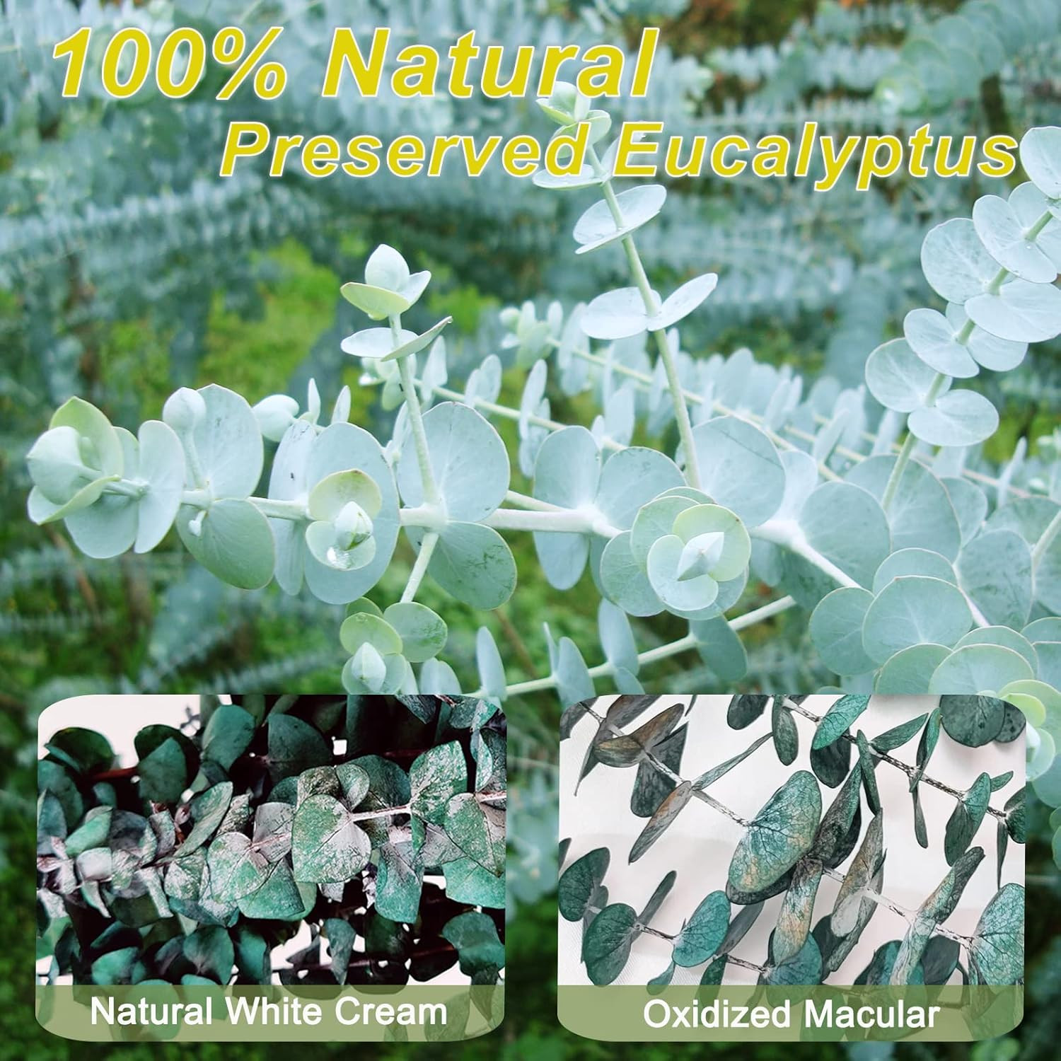 16 Pcs Preserved-Dried-Eucalyptus-Branches,17″ Real Natural Fresh Eucalyptus Pla