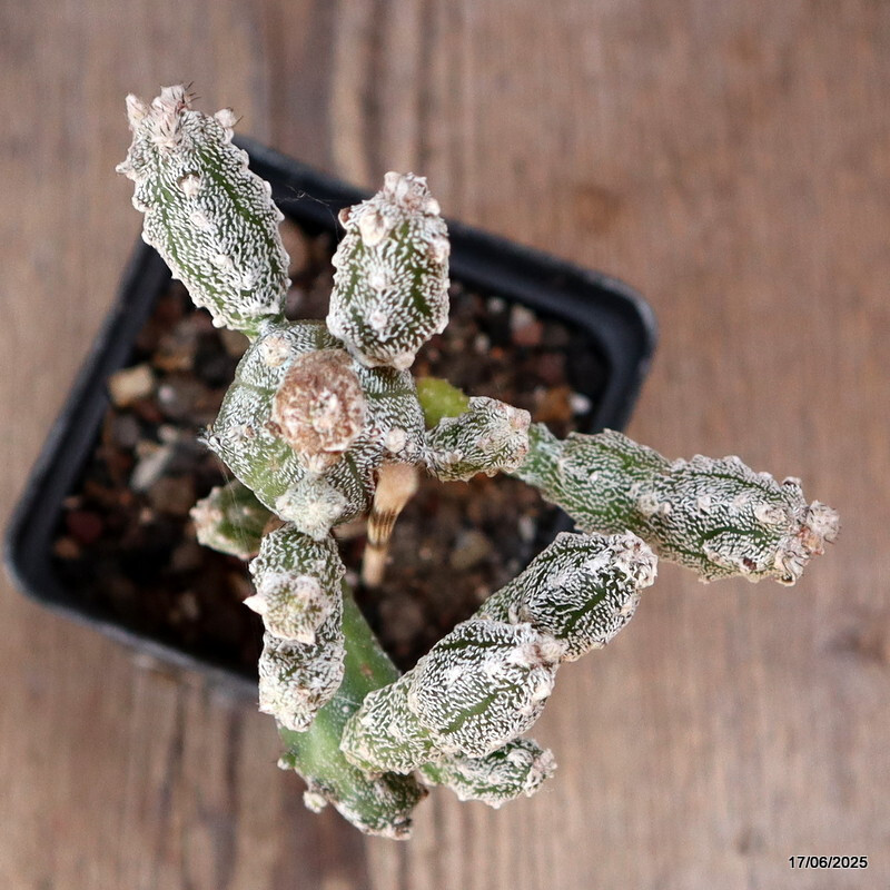 D4635 ASTROPHYTUM MYRIOSTIGMA HUBUKI pot8-H15-W9 cm MaMa Cactus