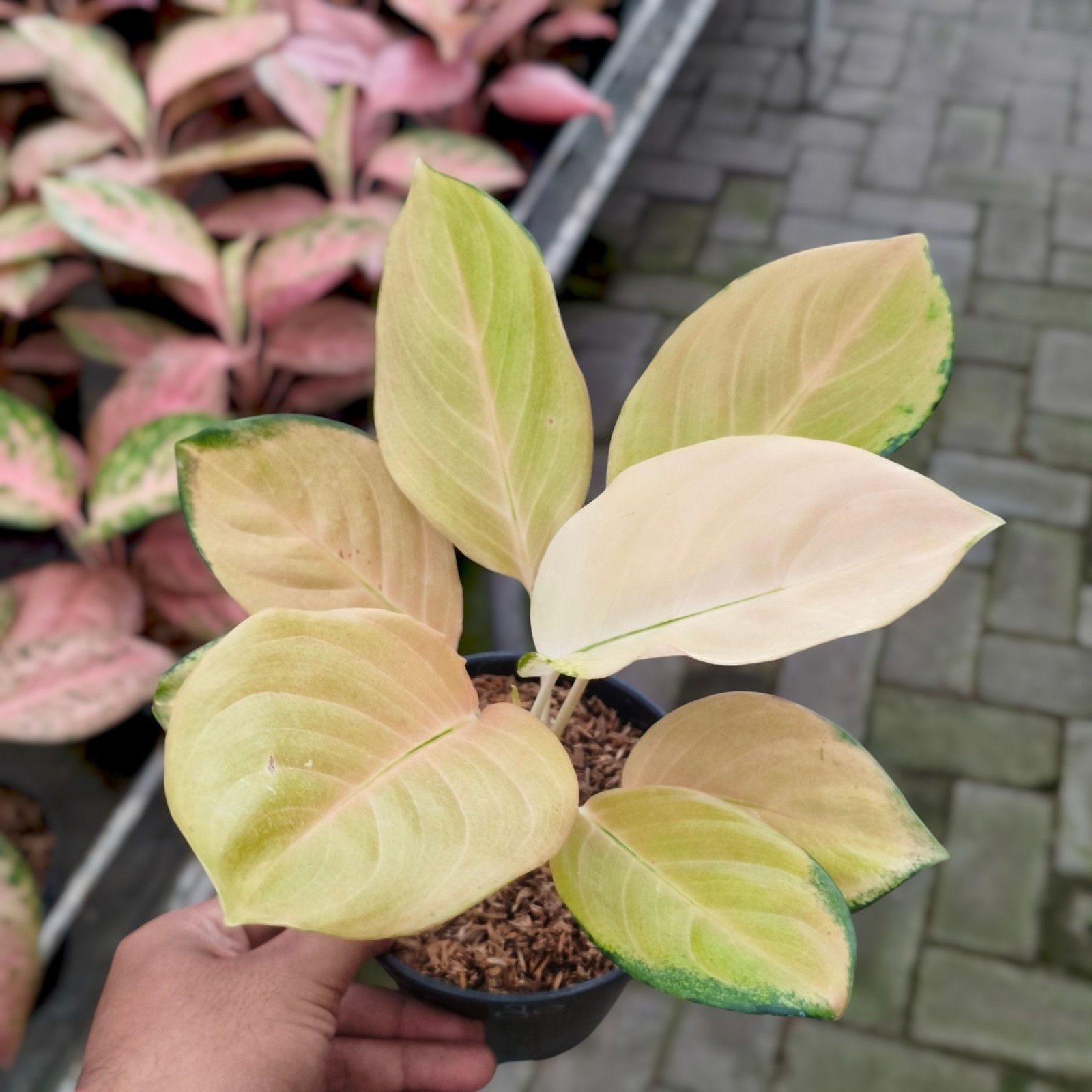 Aglaonema Golden Angel Ornamental Plant