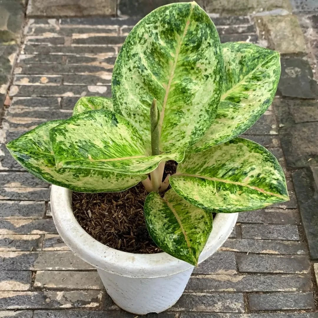 Real Picture Aglaonema Ayu Green Beautiful Rare Plant