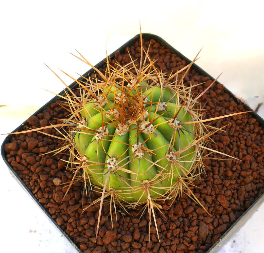 Cereus pasacana SELECTED 16cm diameter – Pasacana cactus | Argentine saguaro