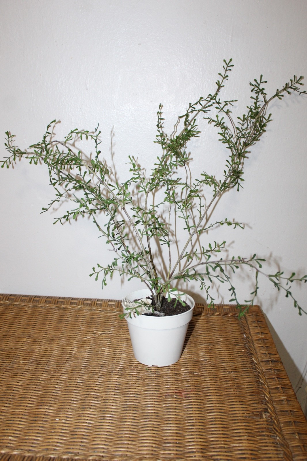 Williams Sonoma Artificial Potted Spiky Fern Plant
