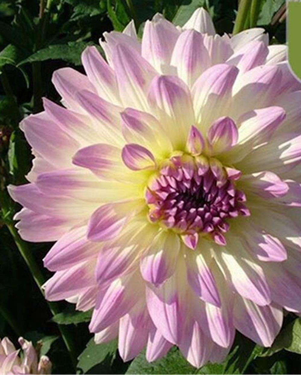 (10) DAHLIA SEEDS rare exotic flower blossom garden plant USA SELLER W/TRACK