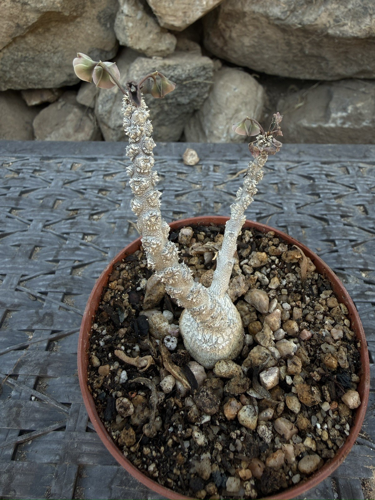 Euphorbia suzannae-marnierae