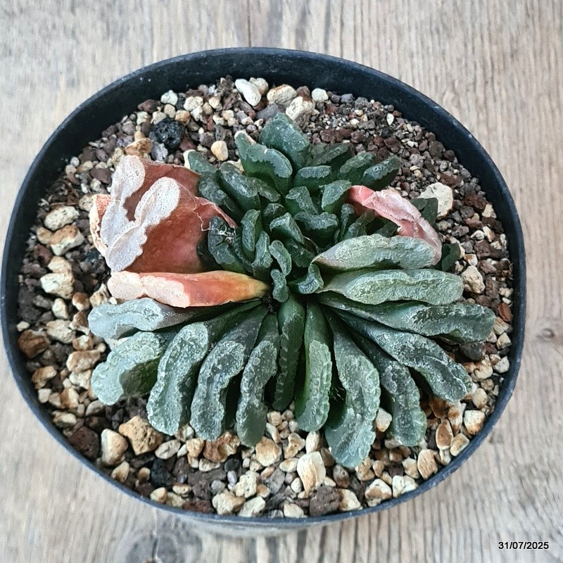 D5615 HAWORTHIA TRUNCATA pot14-H8-W11 cm MaMa Cactus