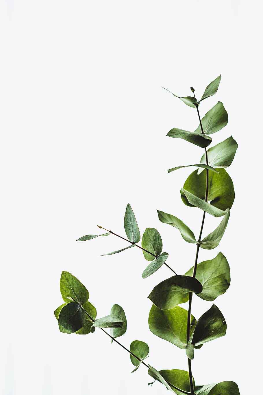 Eucalyptus plant photo : stem : greenery : decor : minimalist : leaves