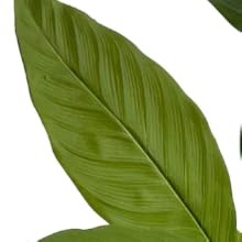 Bird of Paradise Artificial Plant Fake Tree Fake Banana Leaf Plant Tropical Palm