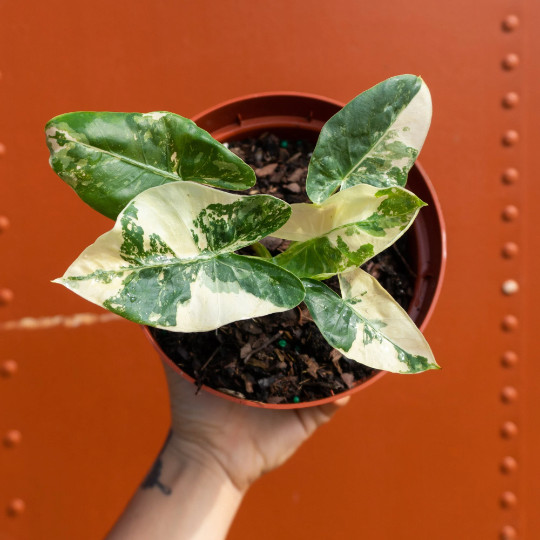 Alocasia Macrorrhiza Variegata in 6″ Pot | Variegated Alocasia | RARE Plant