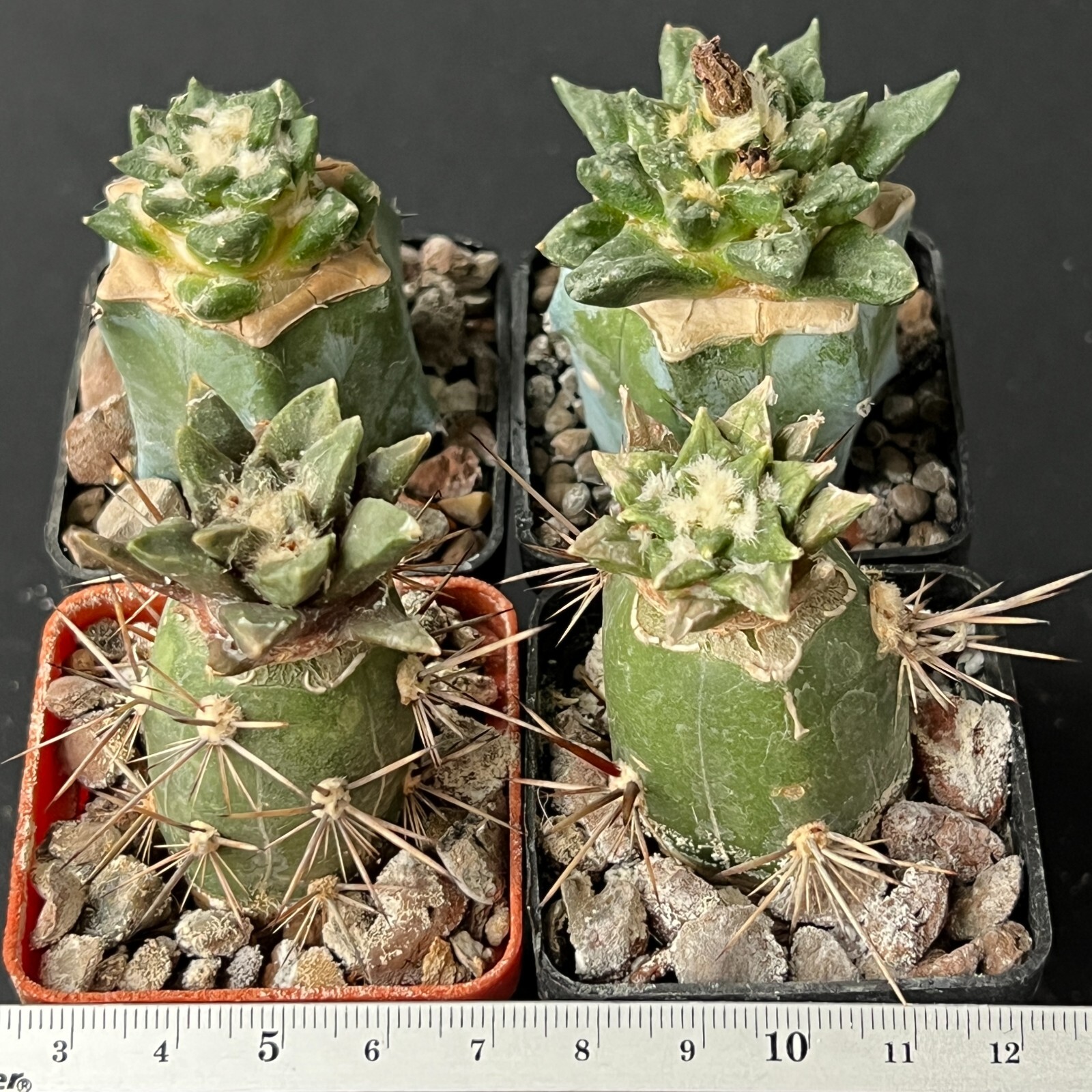 A26-1669. Cactus… hybr. Agavoides x Kotsch., 4 pieces! (Grafted)