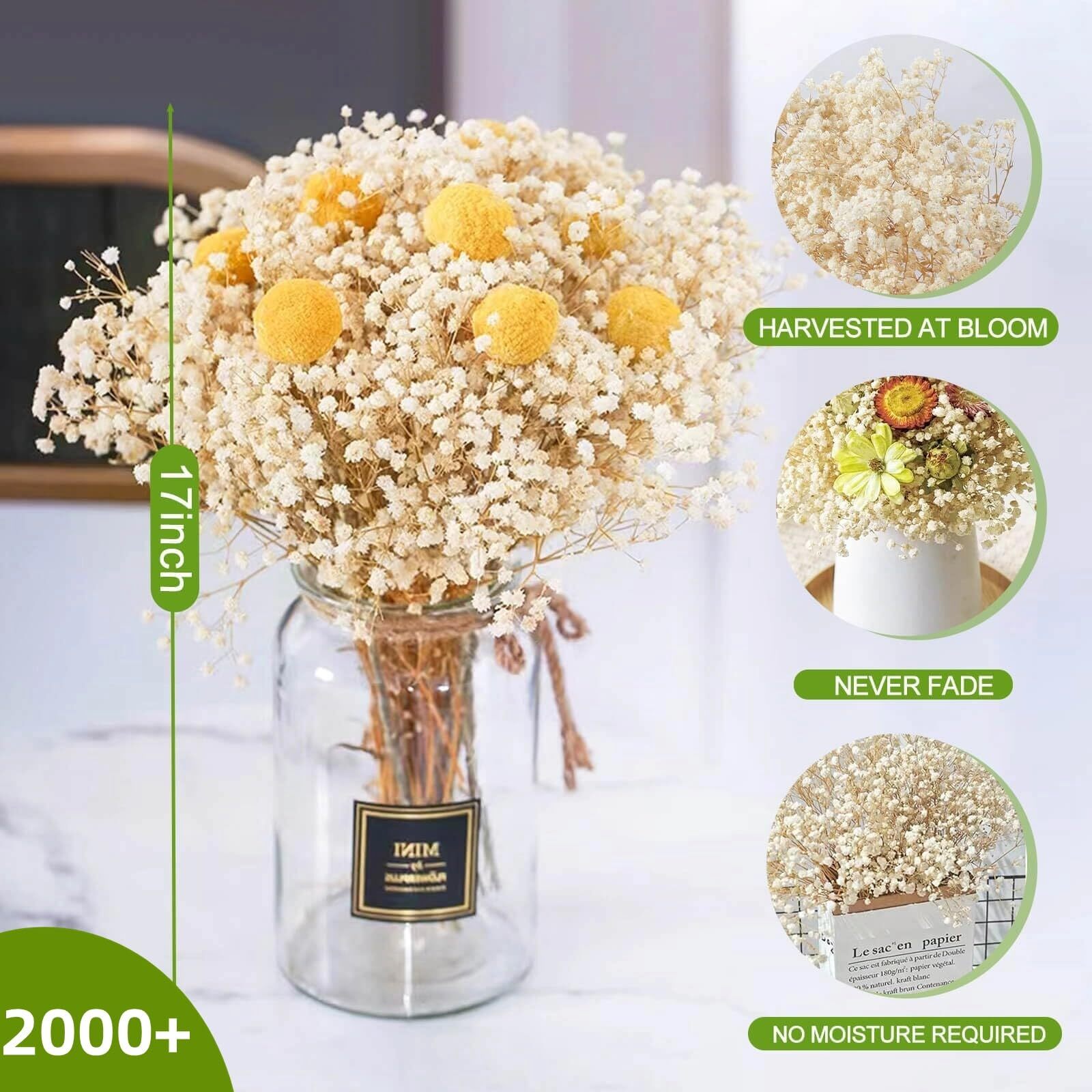 2000+ Ivory Dried Baby’s Breath Natural Gypsophila for Weddings DIY Crafts