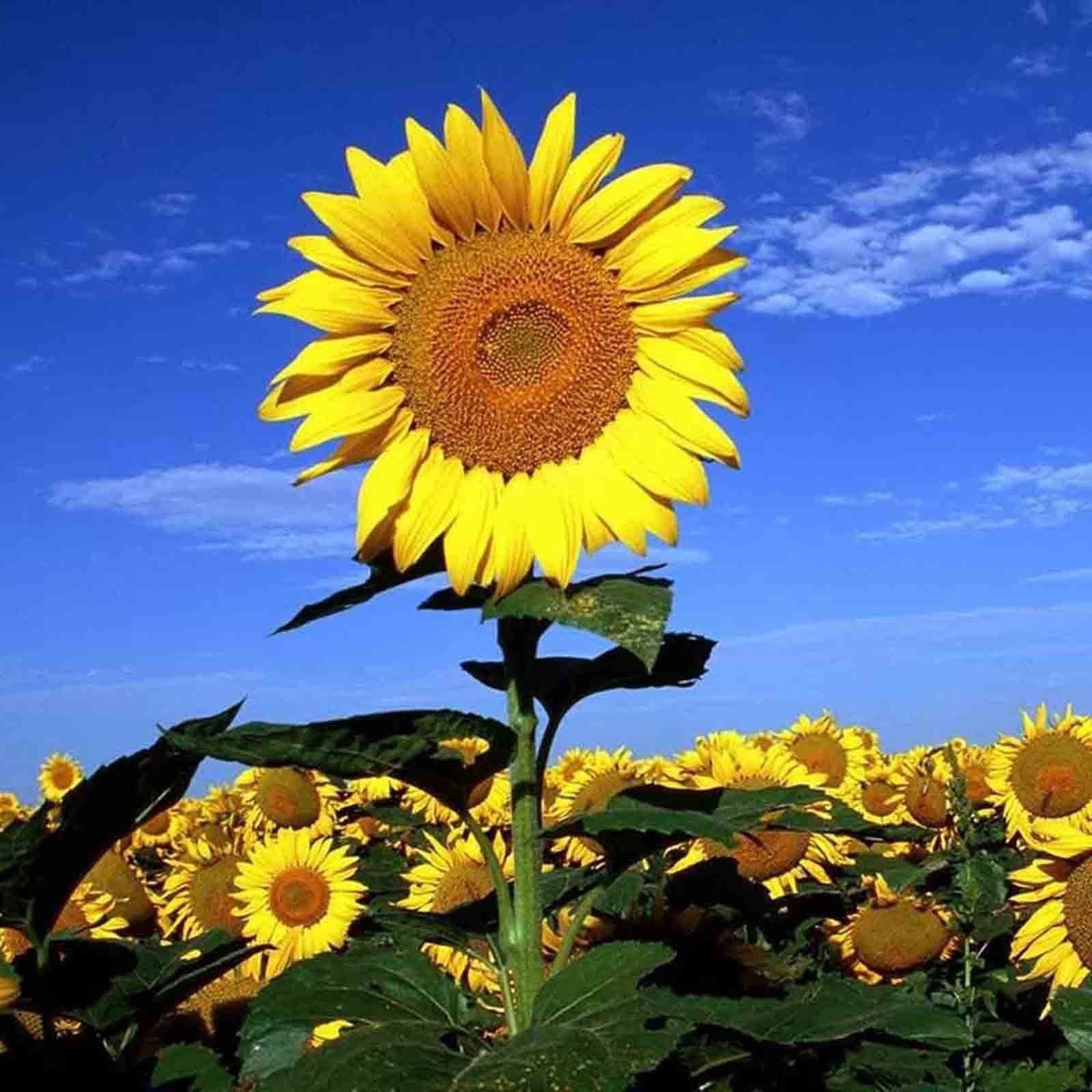 Flower DWARF Sunflower_Giant Single_Helianthus annuus_50 seeds_bag pack