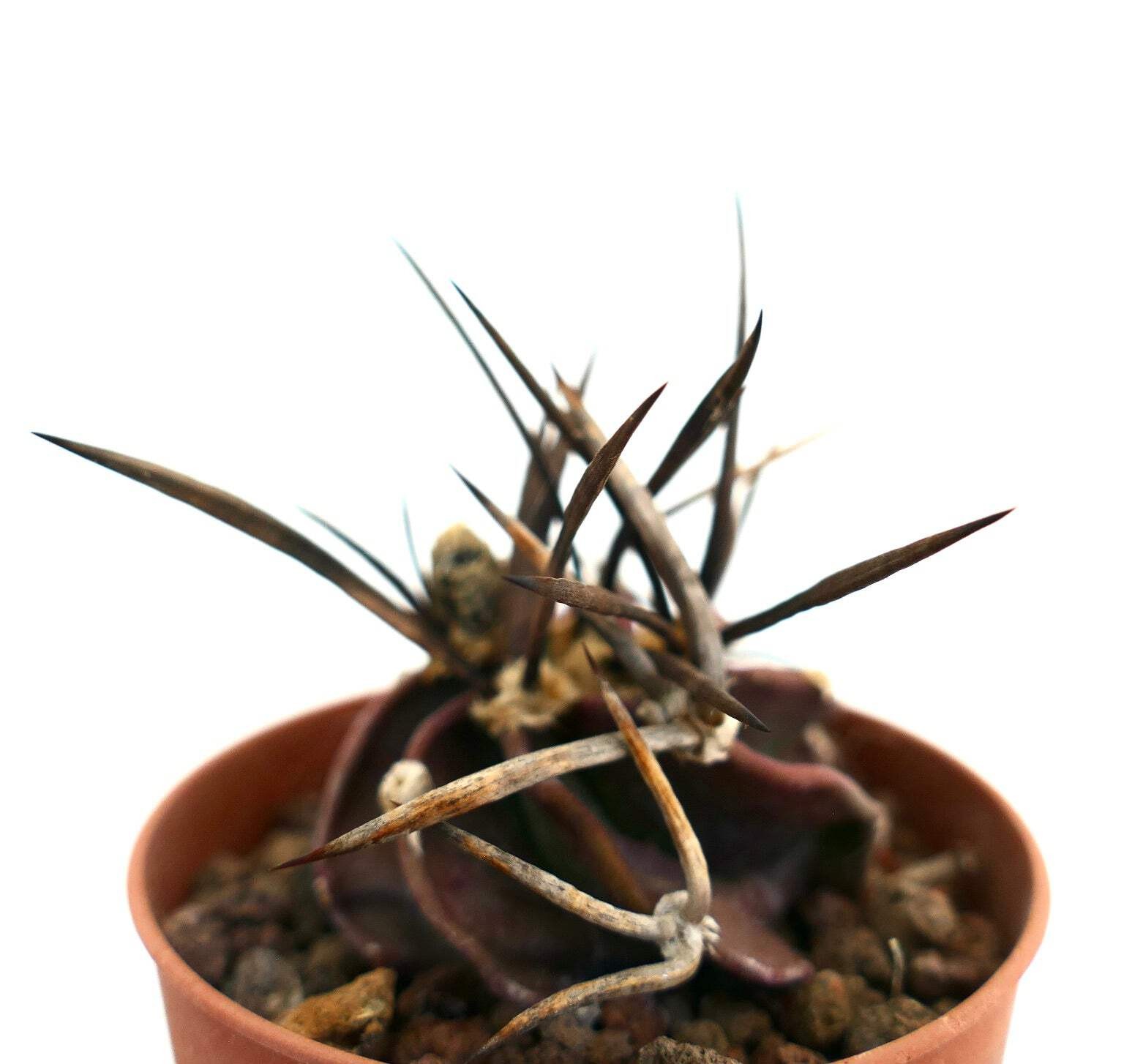Astrophytum capricorne cv SUPER BUFFALO – Goat’s horn cactus | Star cactus