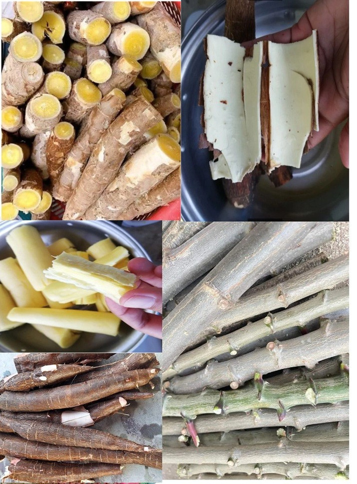 5 Pcs Yellow CASSAVA Manihot esculenta Fresh Cutting
