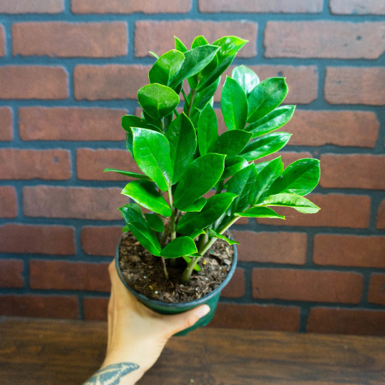 ZZ Plant with 6″ inch Potted Live Houseplant | Zamioculcas Zamiifolia