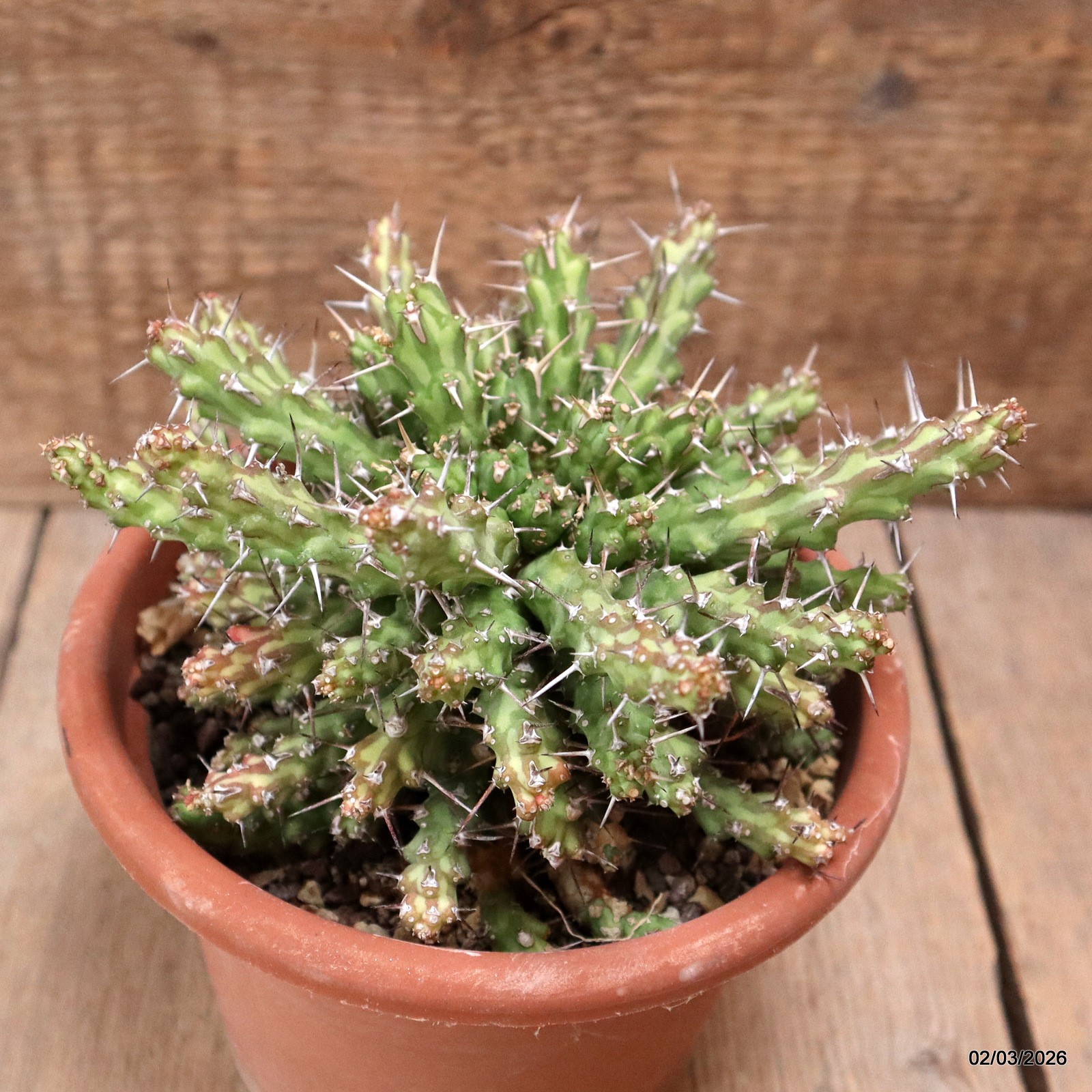 D7941 EUPHORBIA ACTINOCLADA pot15-H11-W16 cm MaMa Cactus