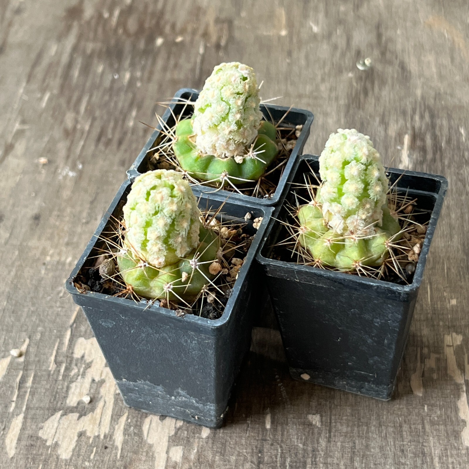 A34-260. Mammillaria theresae v. albiflora, 3 pieces (Grafted)