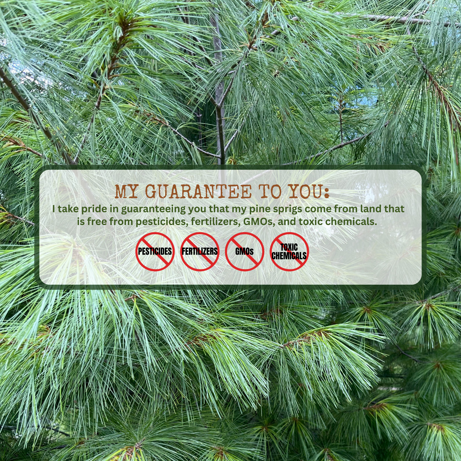 Eastern White Pine Needles, Fresh Pine Cuttings, Pine Needle Tea, Simmer Pot 8oz