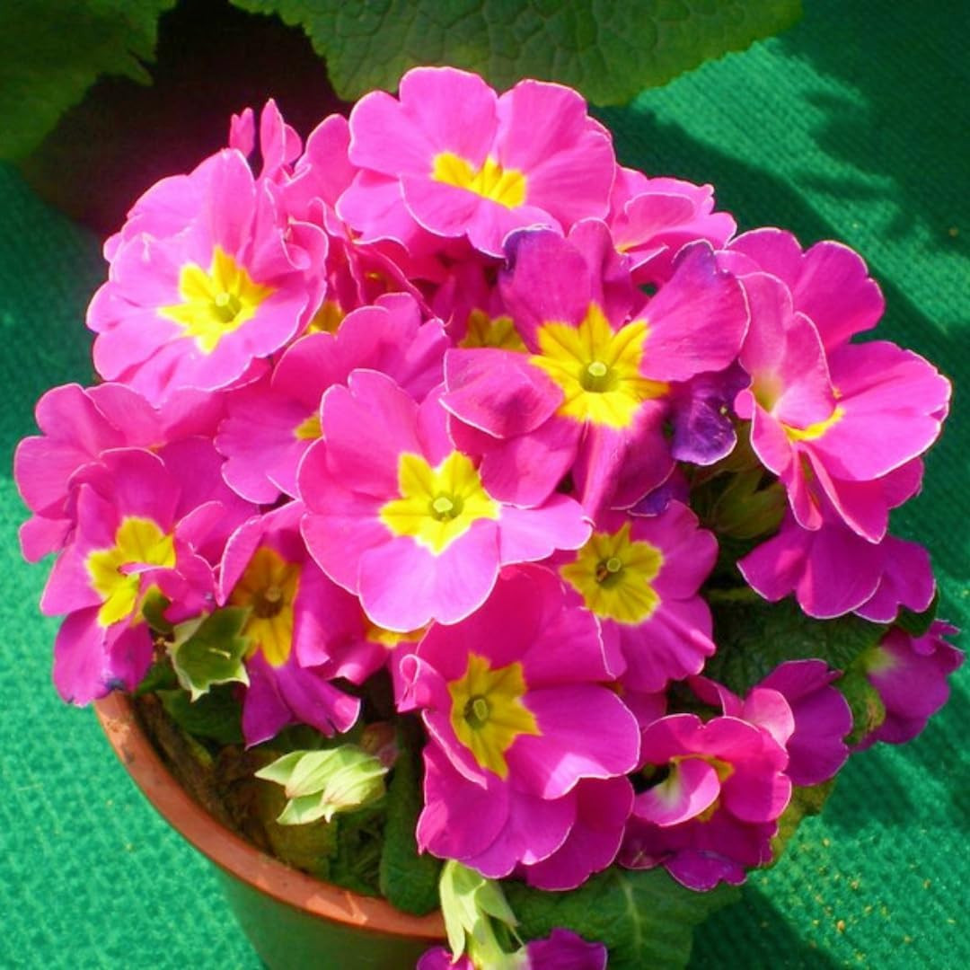 Primrose Flower Seeds (300Pcs) – Colorful Perennial Blooms for Patio Pots, Rock