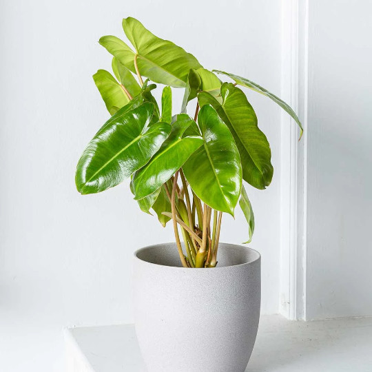Burle Marx Philodendron Rooted with 4 inch Pots | Indoor & Outdoor Live Tropical