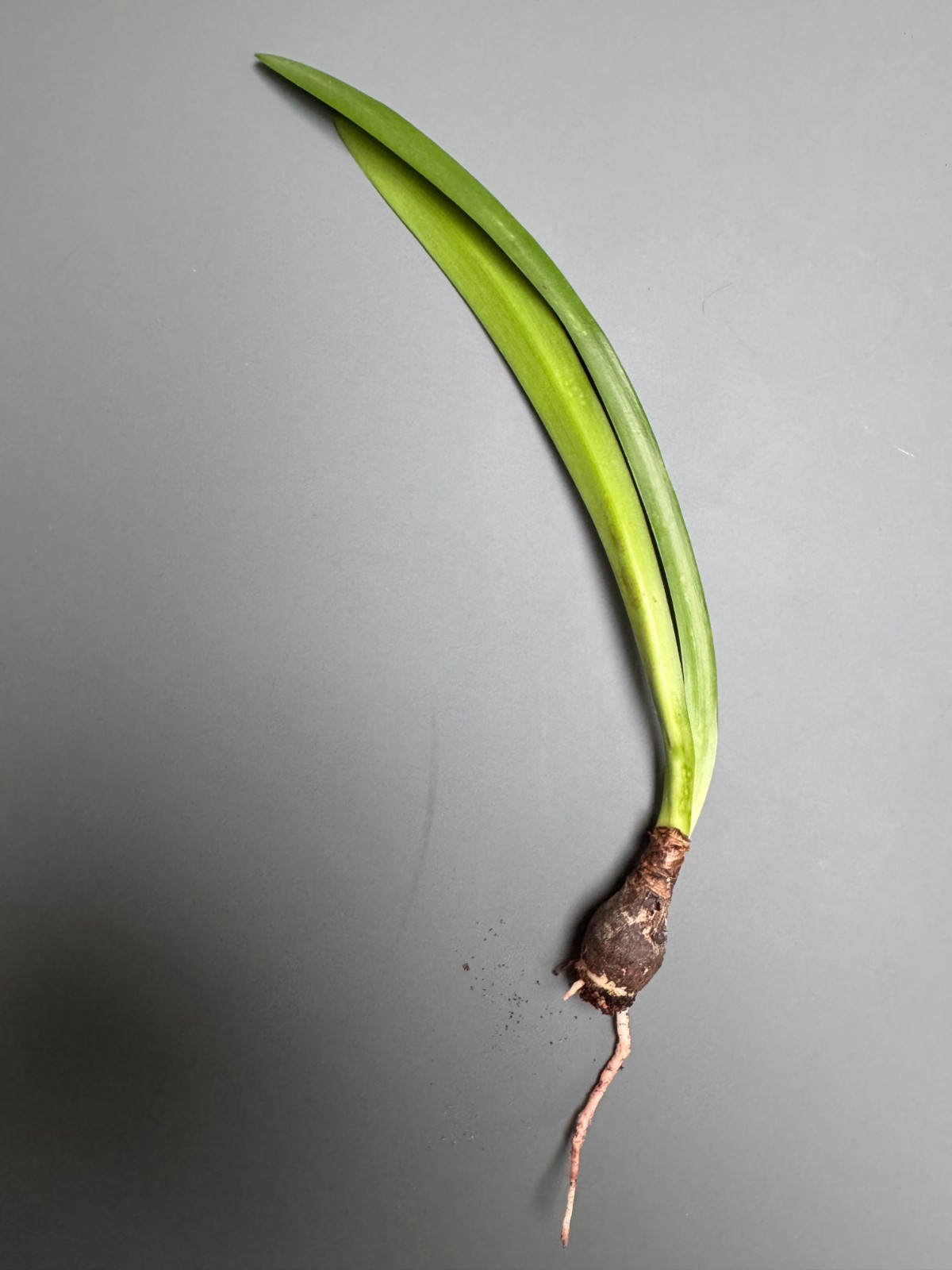 Hippeastrum doraniae – VERY rare bulb 1.7 cm