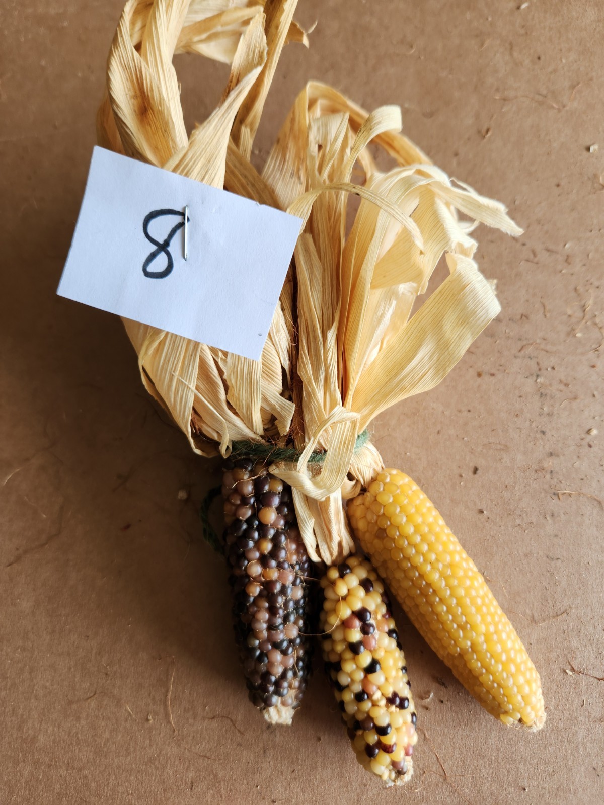 Mini Indian Corn, Approx 5″ Long – Thanksgiving, Fall, Decor, Small #8