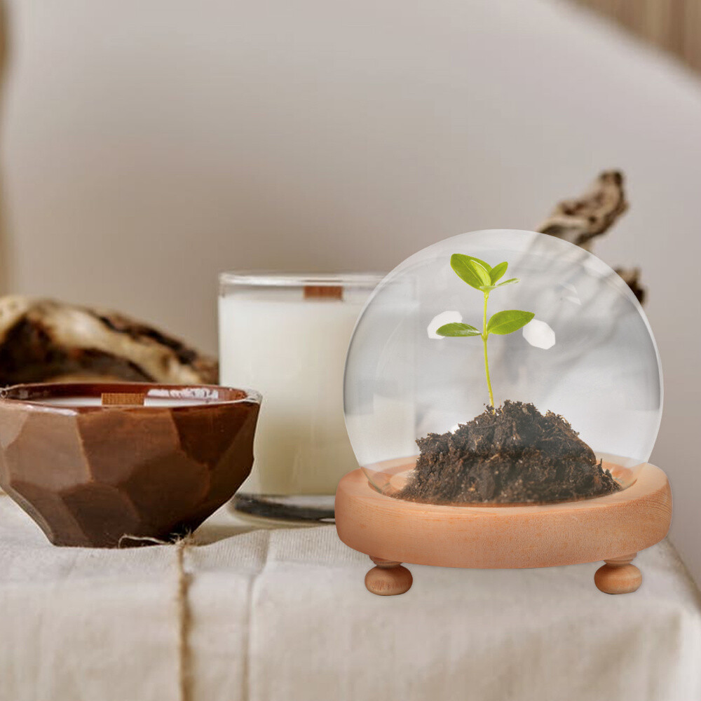 Clear Dome Cloche Handle Cloche Wood Base Glass Plant Dome Cloche Bell Jar