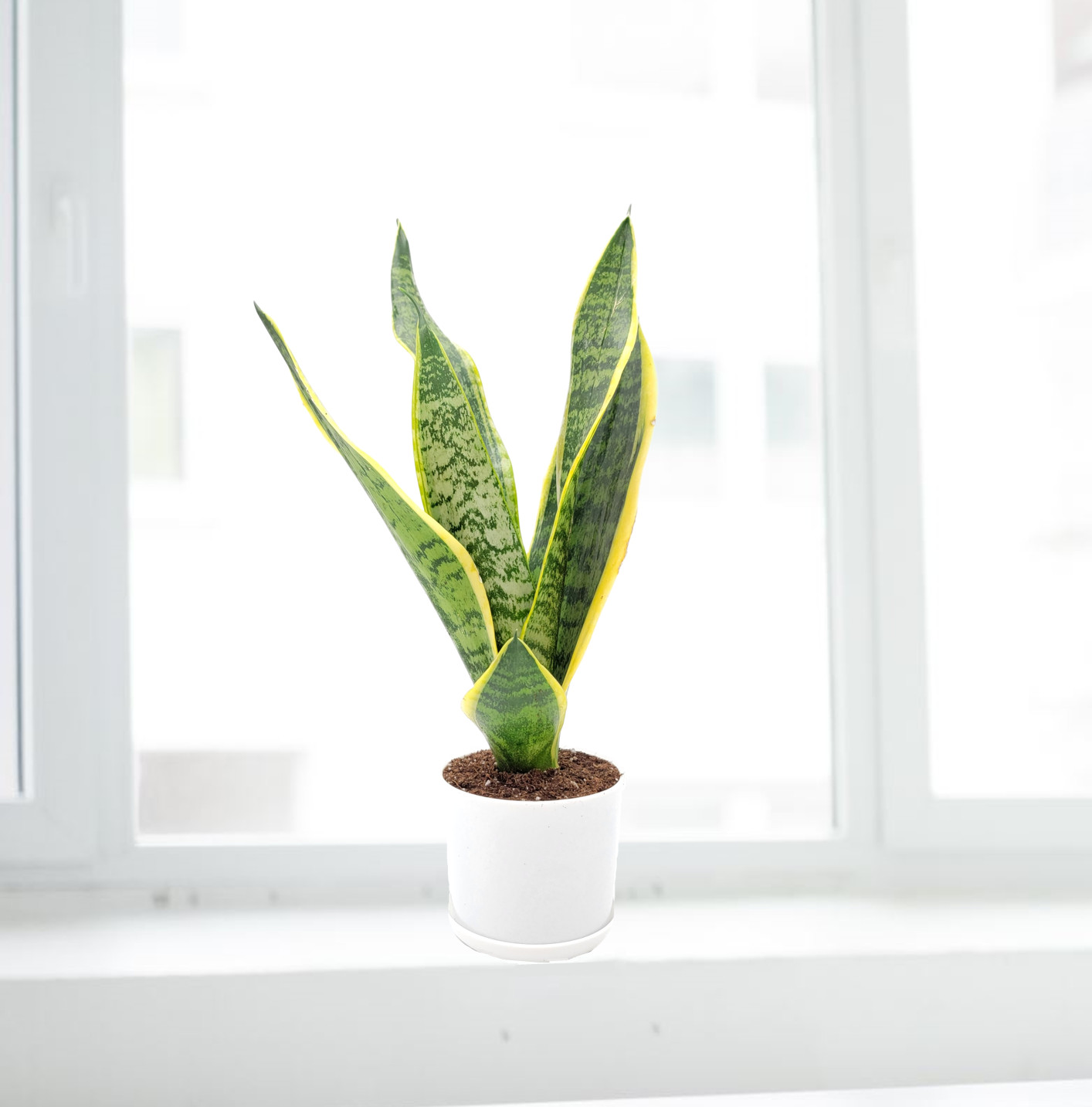 Snake Plant, Variety of Laurentii, Air Purifier, Low Maintenance, 4″ Décor Pot