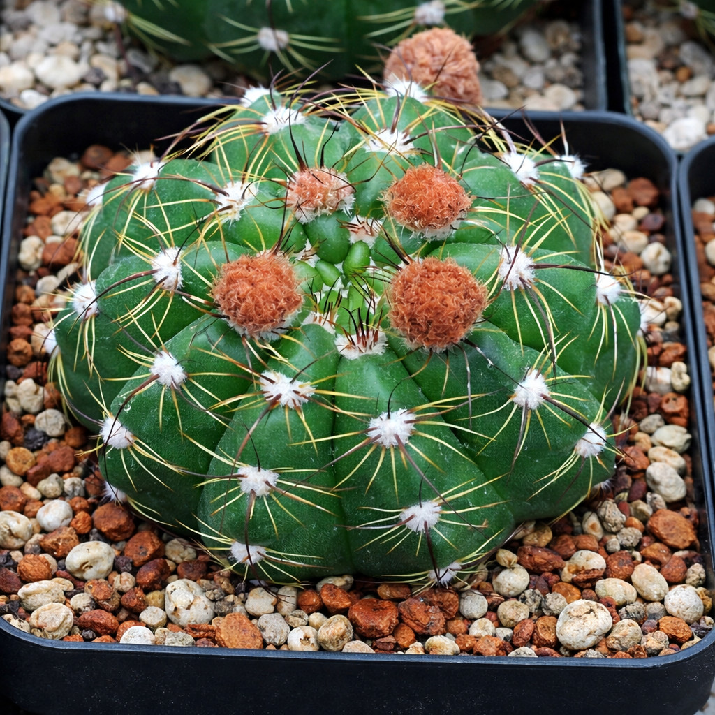 Notocactus militaris HU176 SEEDS – Rare Cactus SEEDS