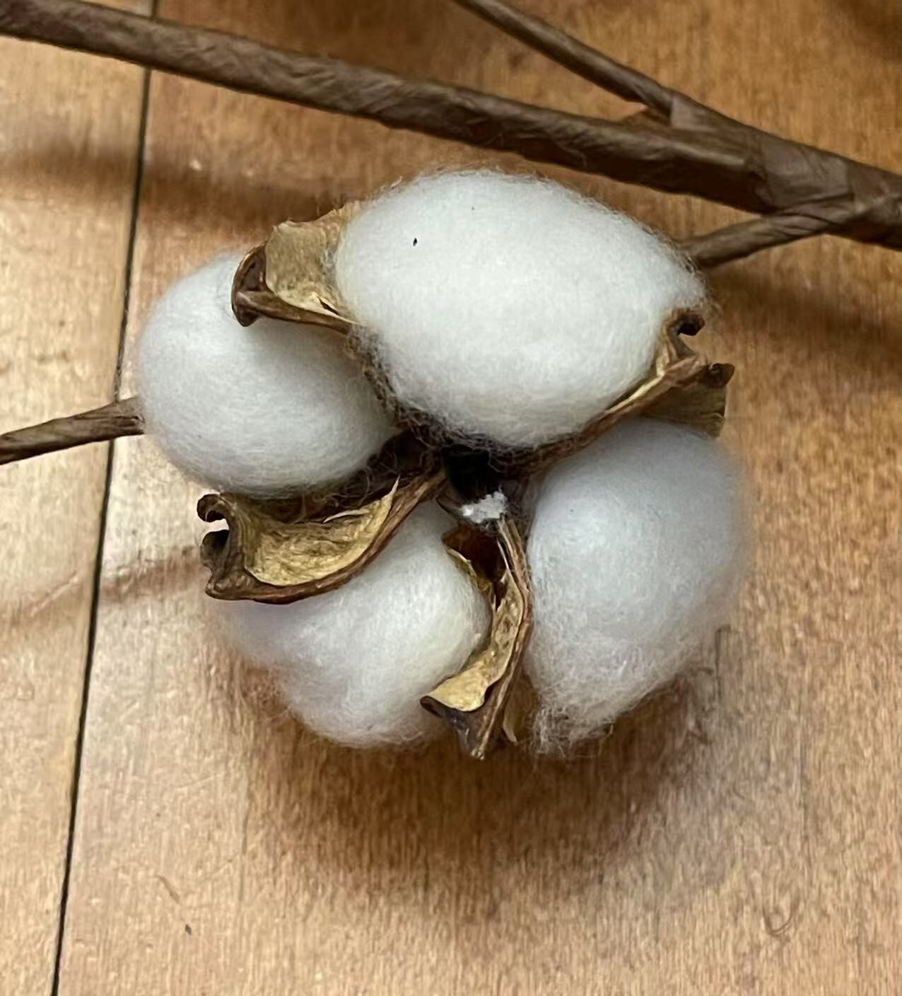 Cotton Stems Natural Dried Cotton Flower 6 Packs Total 60 Bolls Cotton Sprig