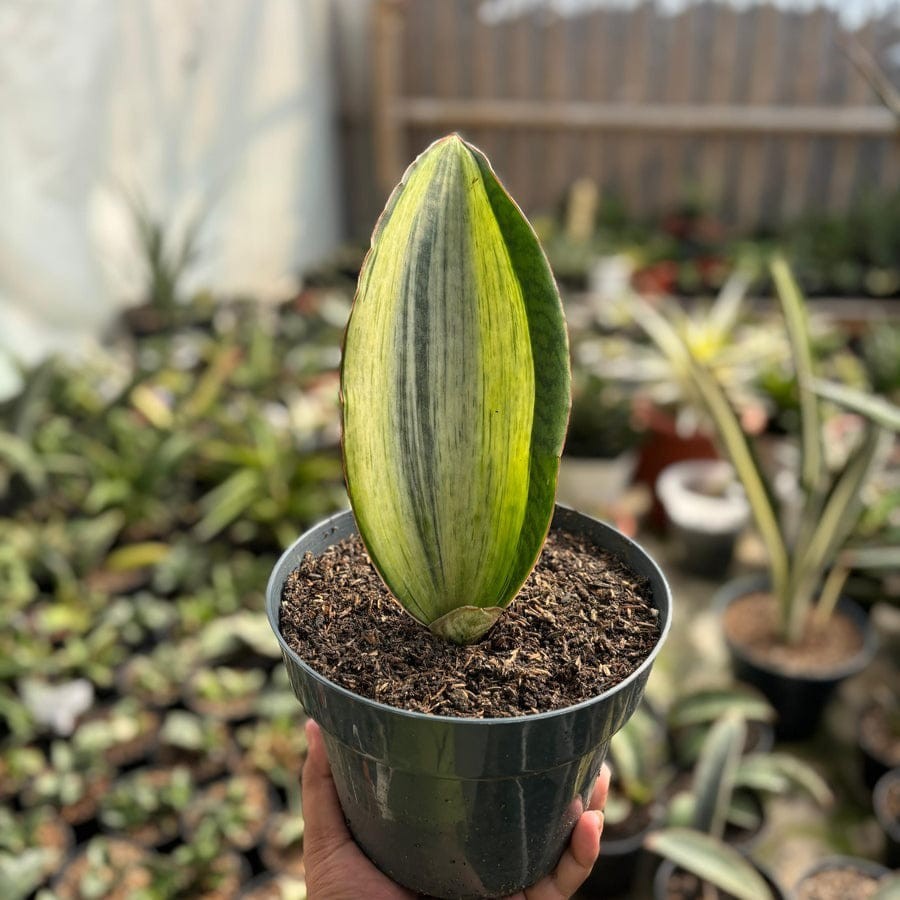 Sansevieria Bruda White Variegated (Elliptica x masoniana)Rare Uniqe Snake Plant