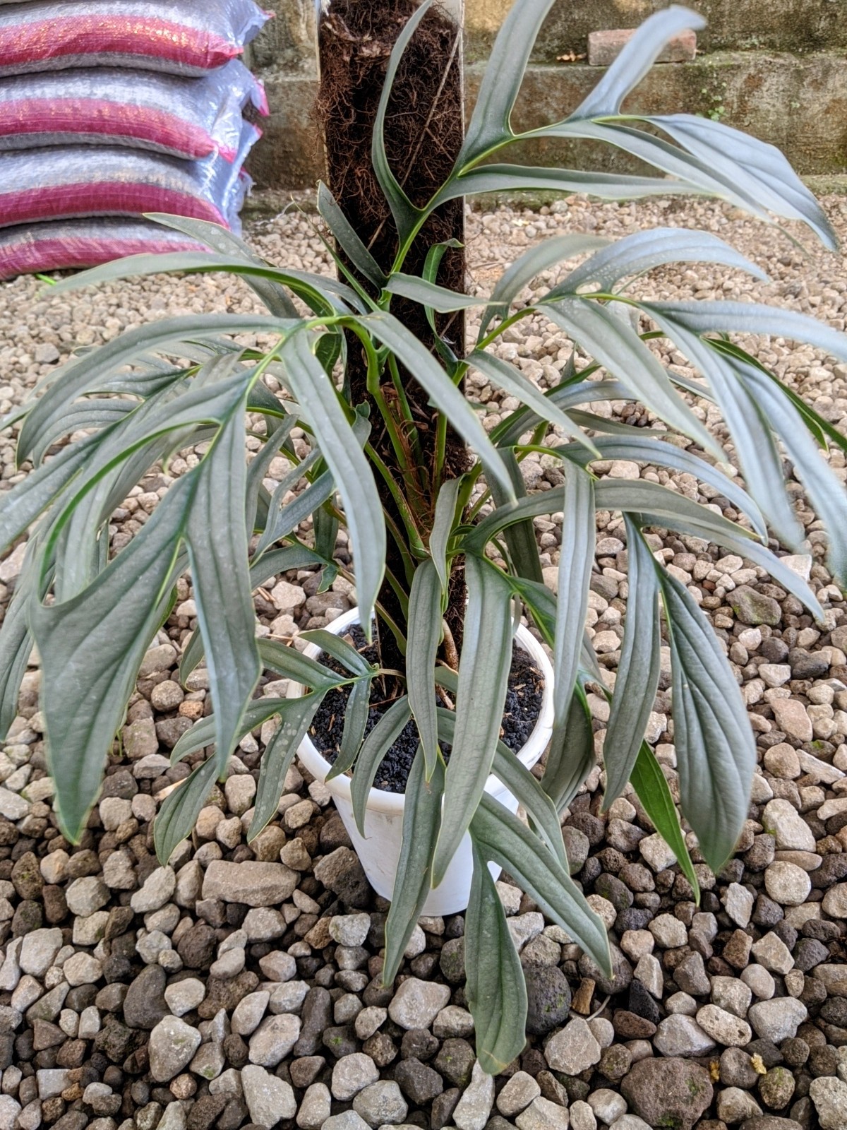 Raphidopora Tenuis Silver Large Size Real Picture