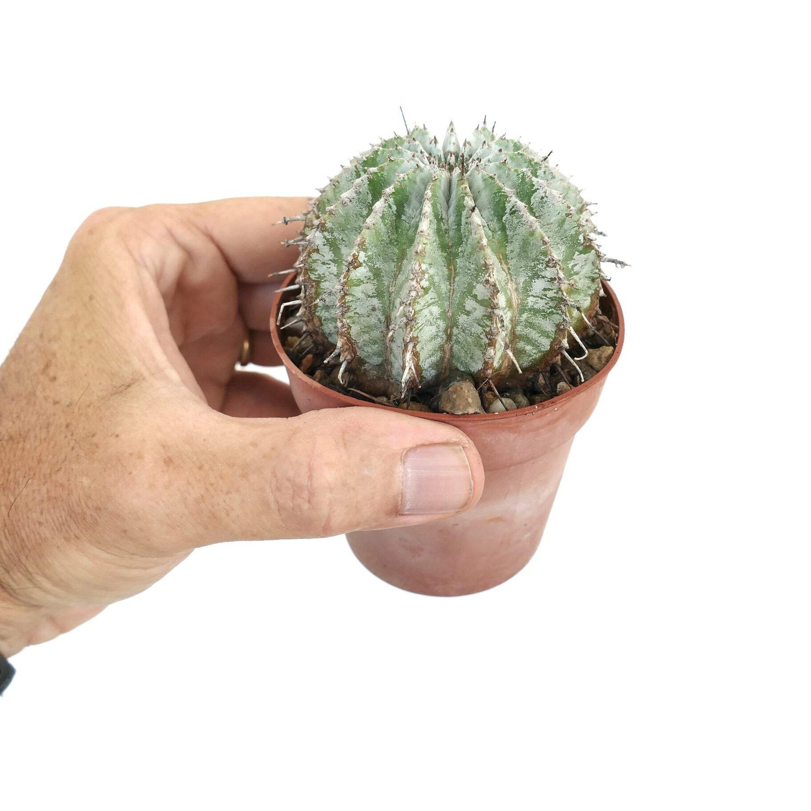 Euphorbia horrida cv ‘SNOWFLAKES’ WHITE GRAY – African milk barrel | Snowflakes