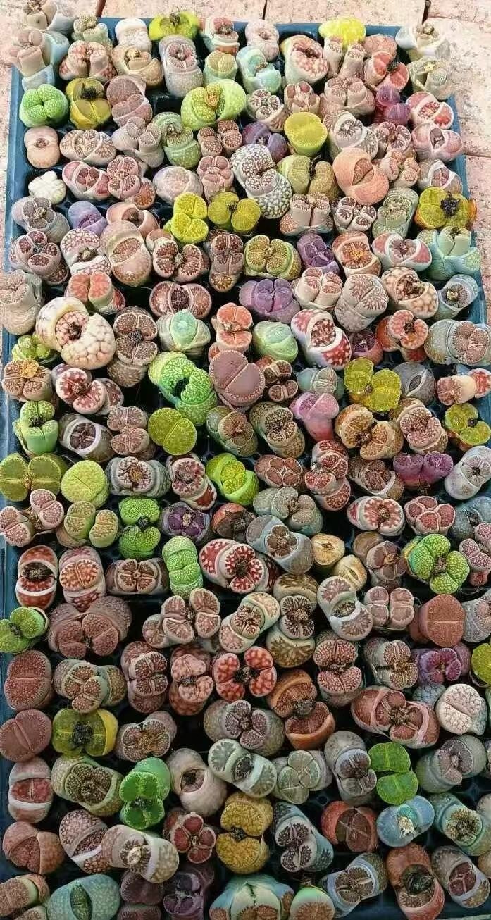 10 pcs lithops double headed beautiful color