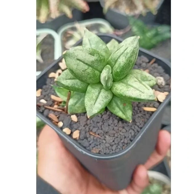 Sansevieria Hybrid Pyramid Rare Plant