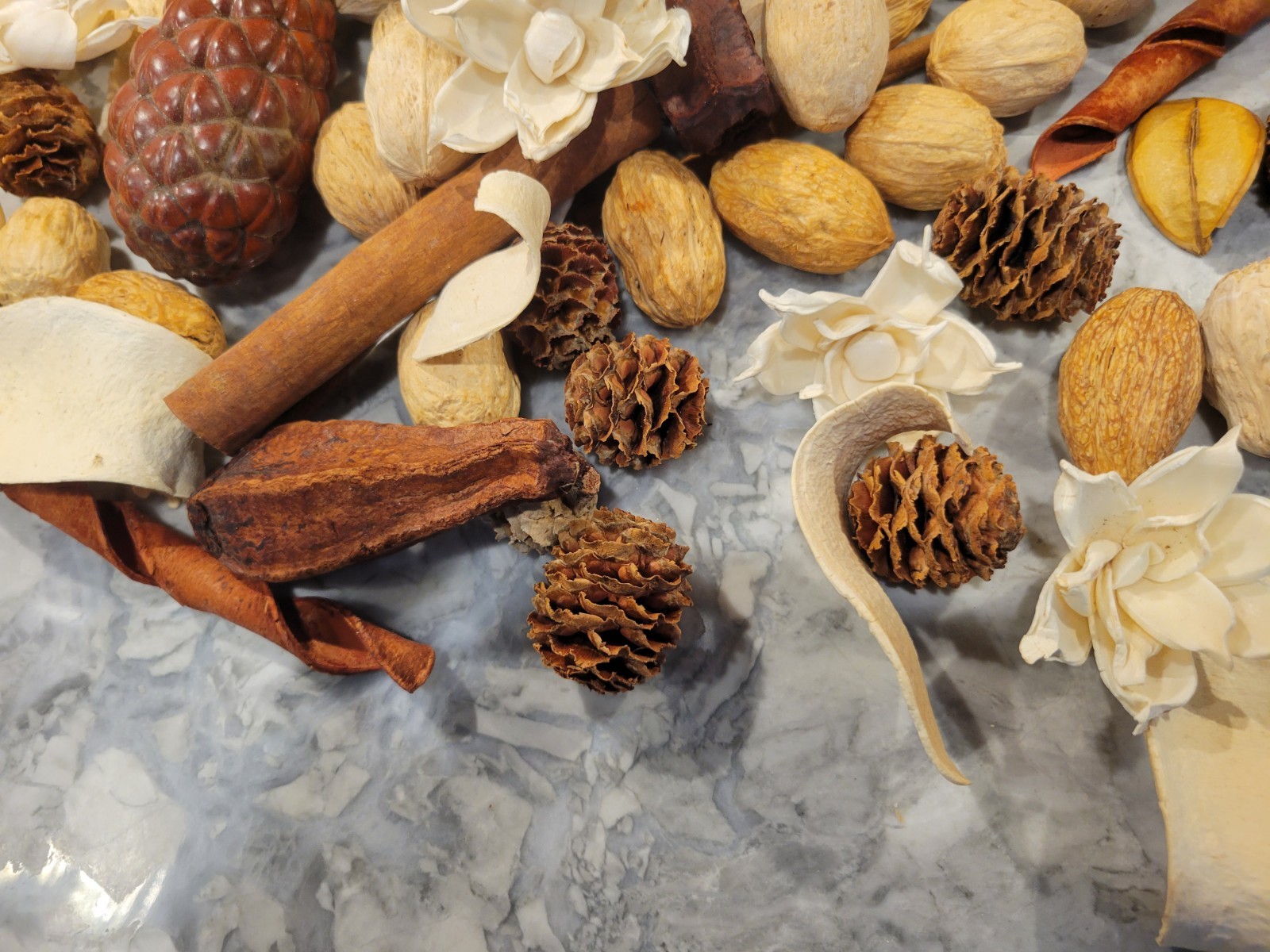 Pottery Barn Assorted Dried Nat. Wood Vase Filler, unique shapes, ivory and Tan