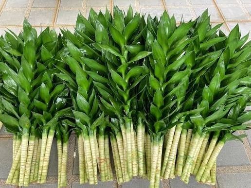 3 Pcs Lucky Bamboo ,Dracaena braunii Tall 25-35 Cm. without root