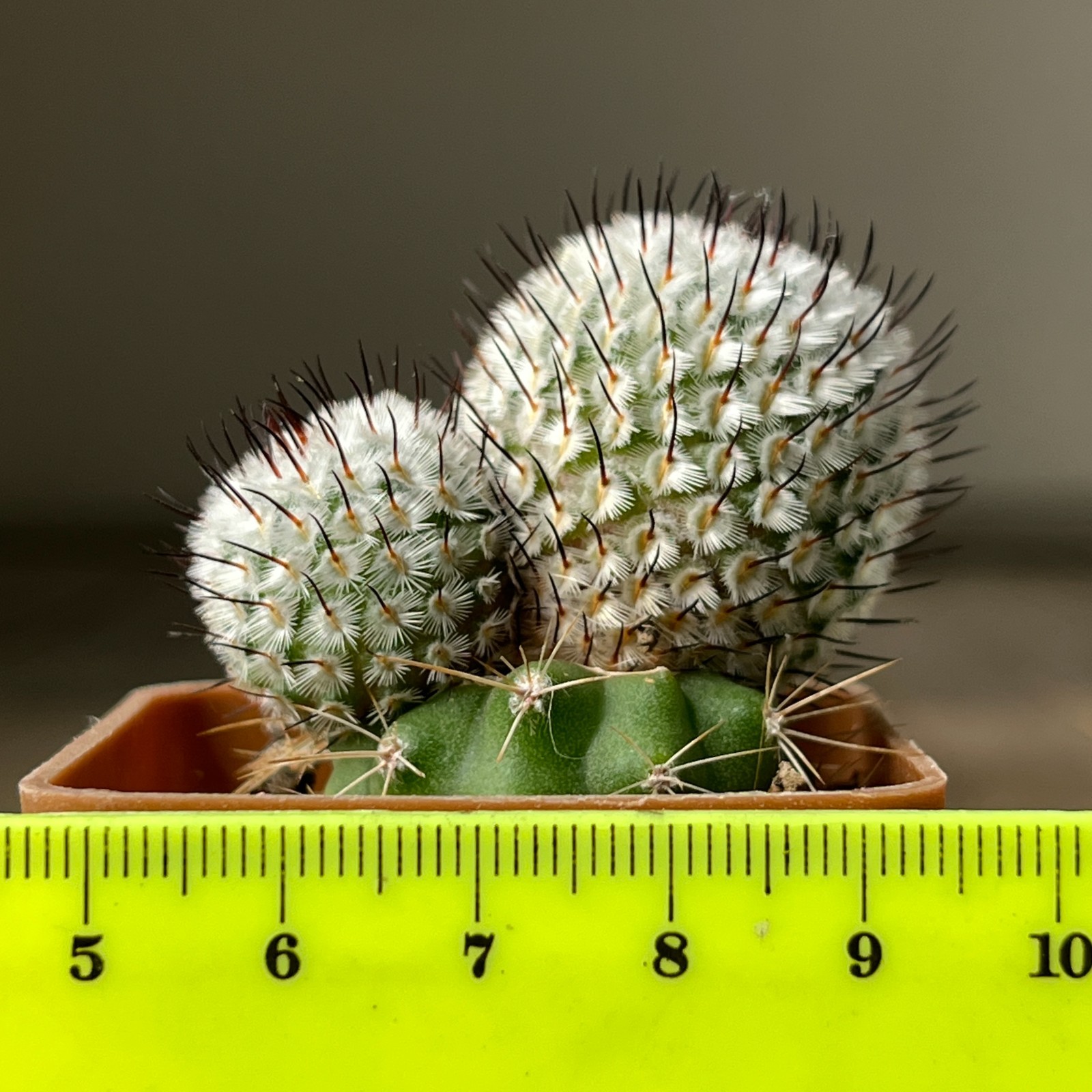 A36-785 Mammillaria andersoniana, grafted