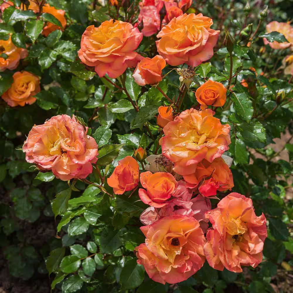 2.5 In. Rose Miniature Orange Honey with Orange Flowers (8-Pack)
