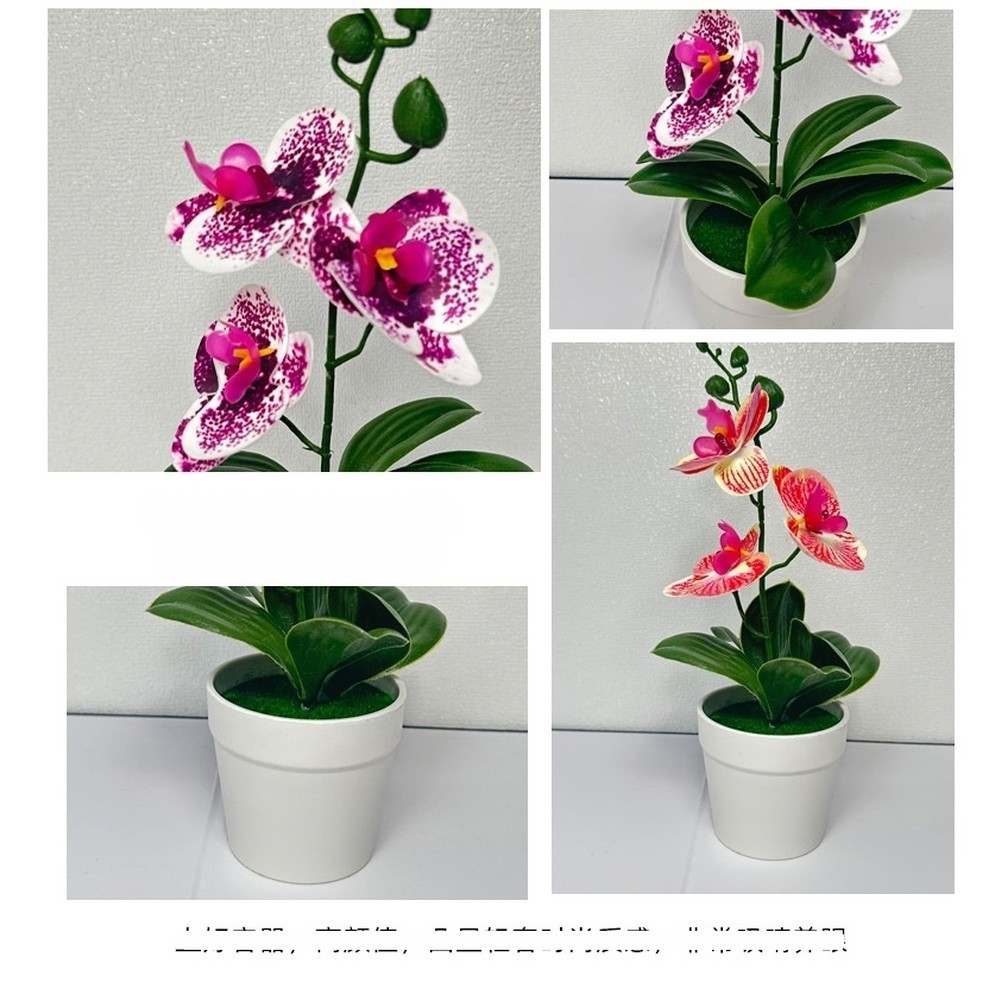 Modern Minimalist Phalaenopsis Orchid Bonsai Potted Plant for Tabletop Use